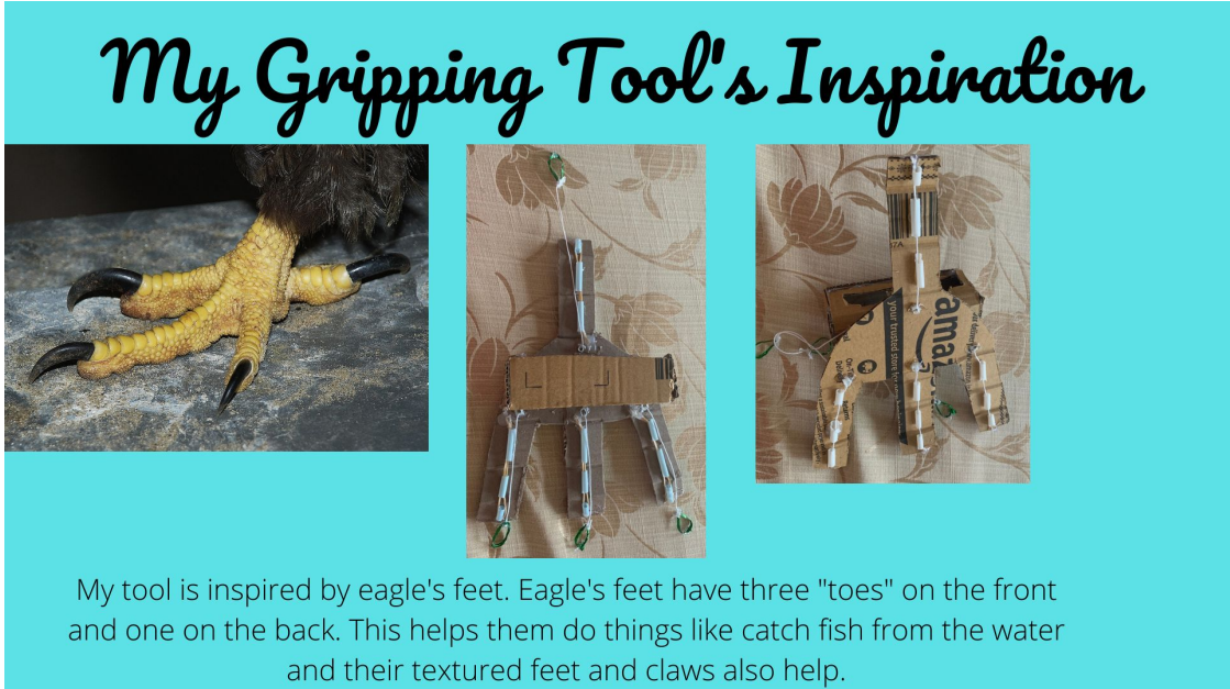 Gripping Tool (inspired by nature)